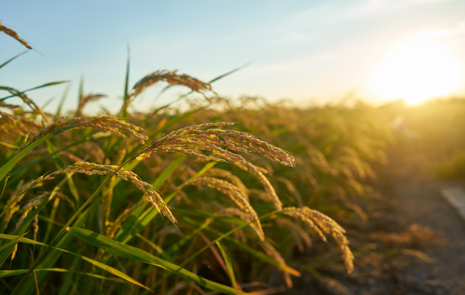 Agriculture Product Exporter from India – Quality Agro Products for Global Markets.