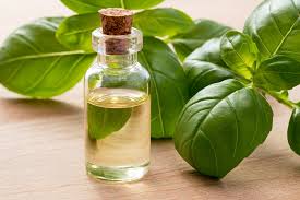 Basil Oil Exporter from India