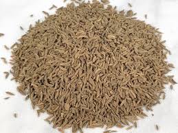 Caraway Seeds Exporter from India