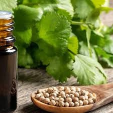 Coriander Oil Exporter from India