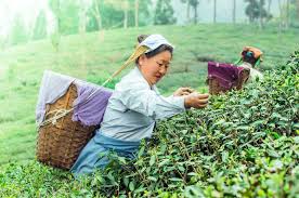 Darjeeling Tea Exporter from India
