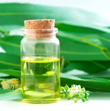 Eucalyptus Oil Exporter from India