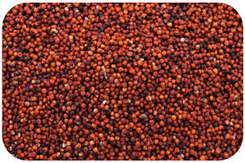 Finger Millet Exporter from India