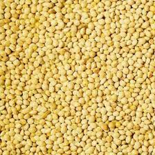 Foxtail Millet Exporter from India
