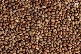 Moth Beans Exporter from India
