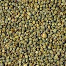Pearl Millet Exporter from India