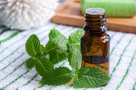 Peppermint Oil Exporter from India