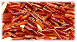 Red Cargo Rice Exporter from India