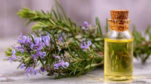 Rosemary Oil Exporter from India