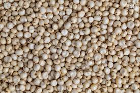 Sorghum Exporter from India