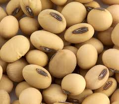 Soybeans Exporter from India