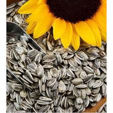 Sunflower seed Exporter from India