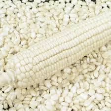 high-quality white maize grain Exporter from India