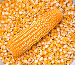yellow maize, fresh maize, nutritious corn, healthy maize, yellow corn, maize for cooking, corn products, high-quality maize exporter from India